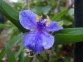 /album/eendagsbloem/tradescantia-v-bloem-dillenburgstraat-bloem-jpg/